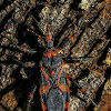 Red Tiger Assassin Bug