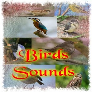 Birds Sounds  Icon