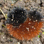 Banded Woolly Bear