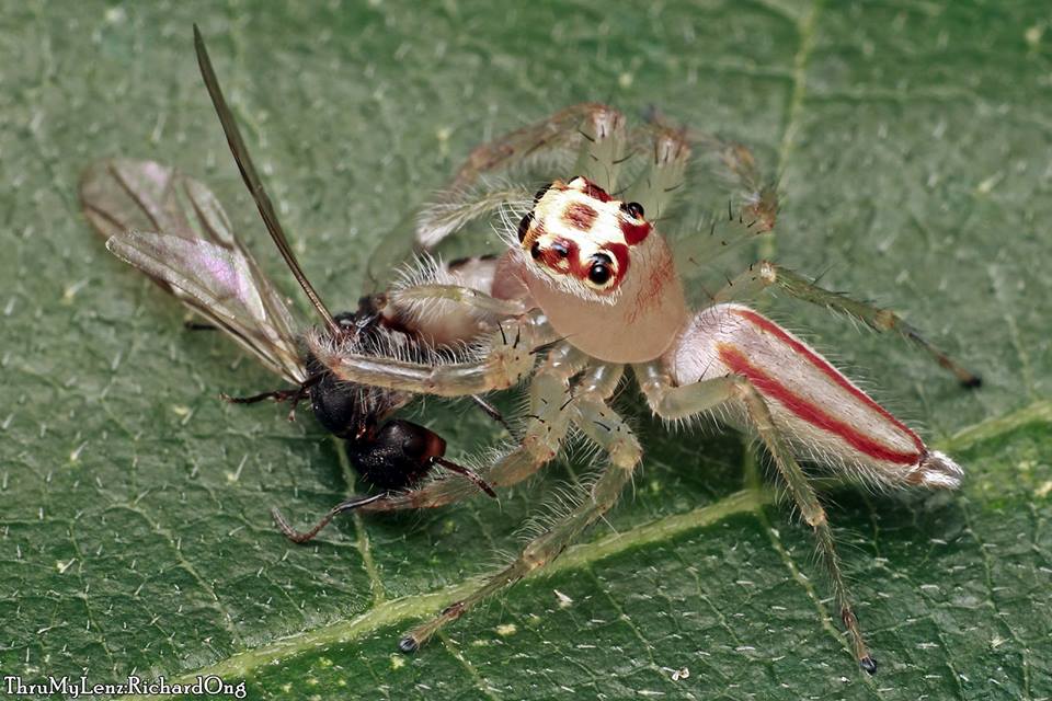 Two-striped Jumping Spider