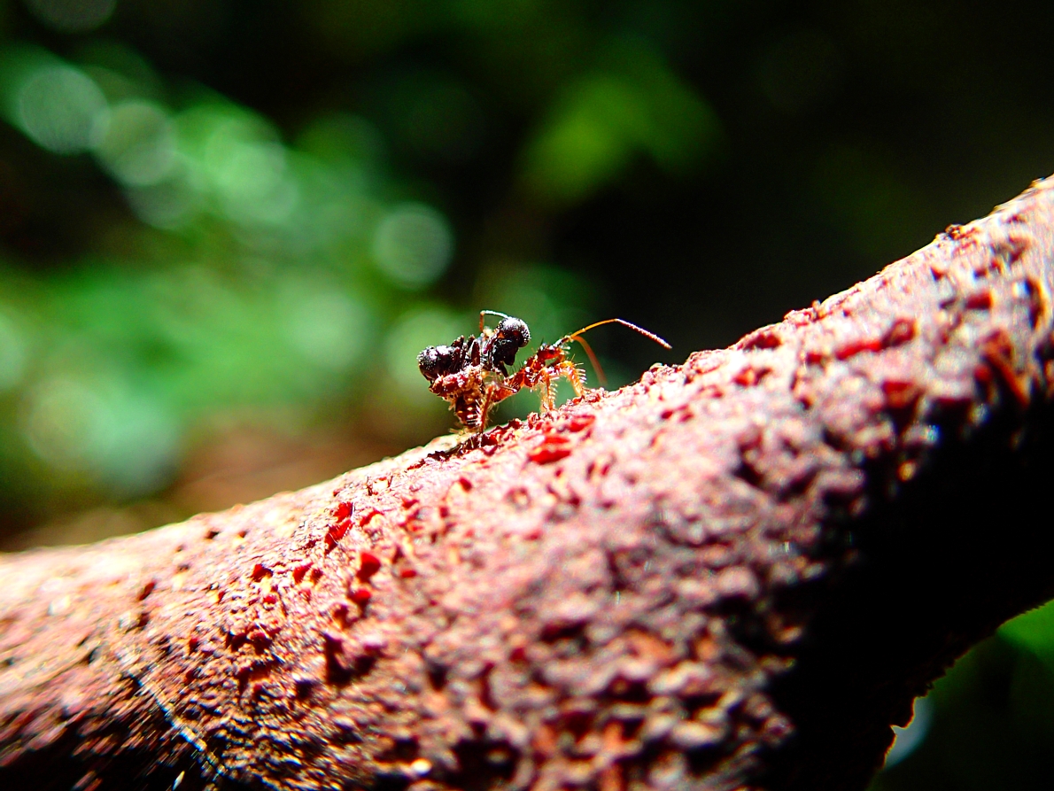 Ant-snatching Assassin Bug