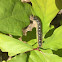 Forest tent caterpillar