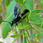 Katydid Hunter with prey