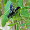 Katydid Hunter with prey