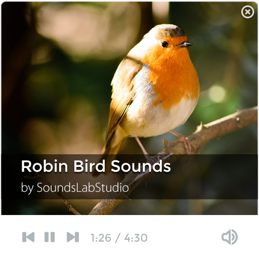 Robin Bird Sounds