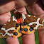 Garden Tiger Moth