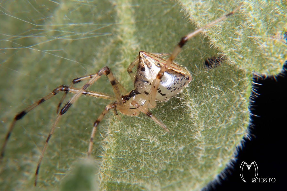 Dewdrop spider