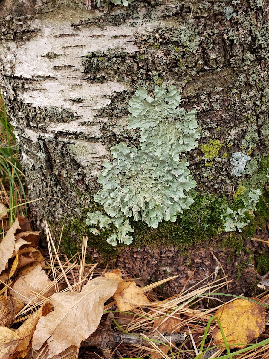 Common Greenshield Lichen