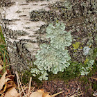 Common Greenshield Lichen