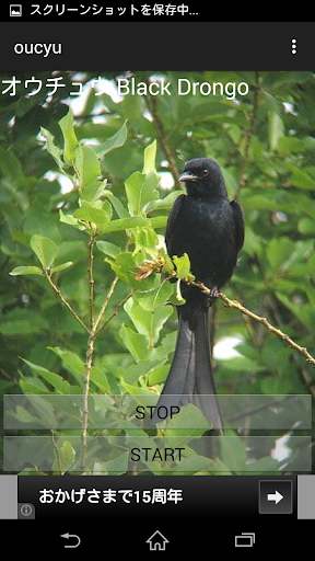 鳥の鳴き声オウチュウ