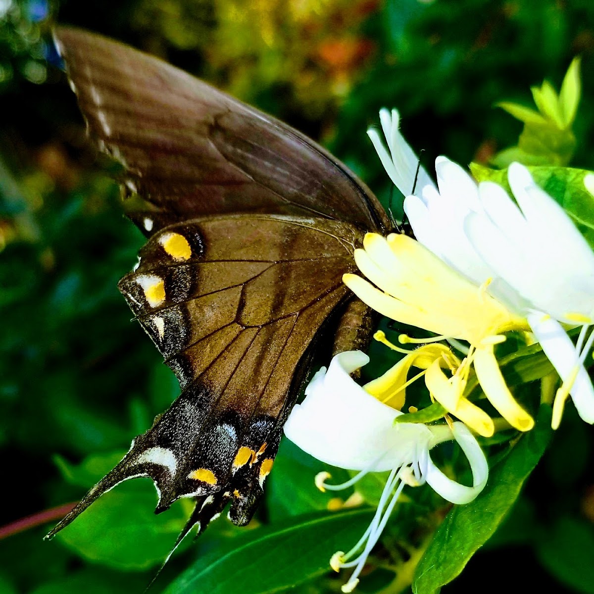 Morphed E.Tiger Swallowtail