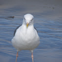 Western Gull