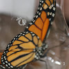 Monarch Butterfly