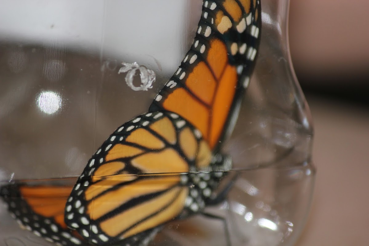 Monarch Butterfly