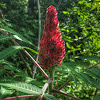 Staghorn Sumac