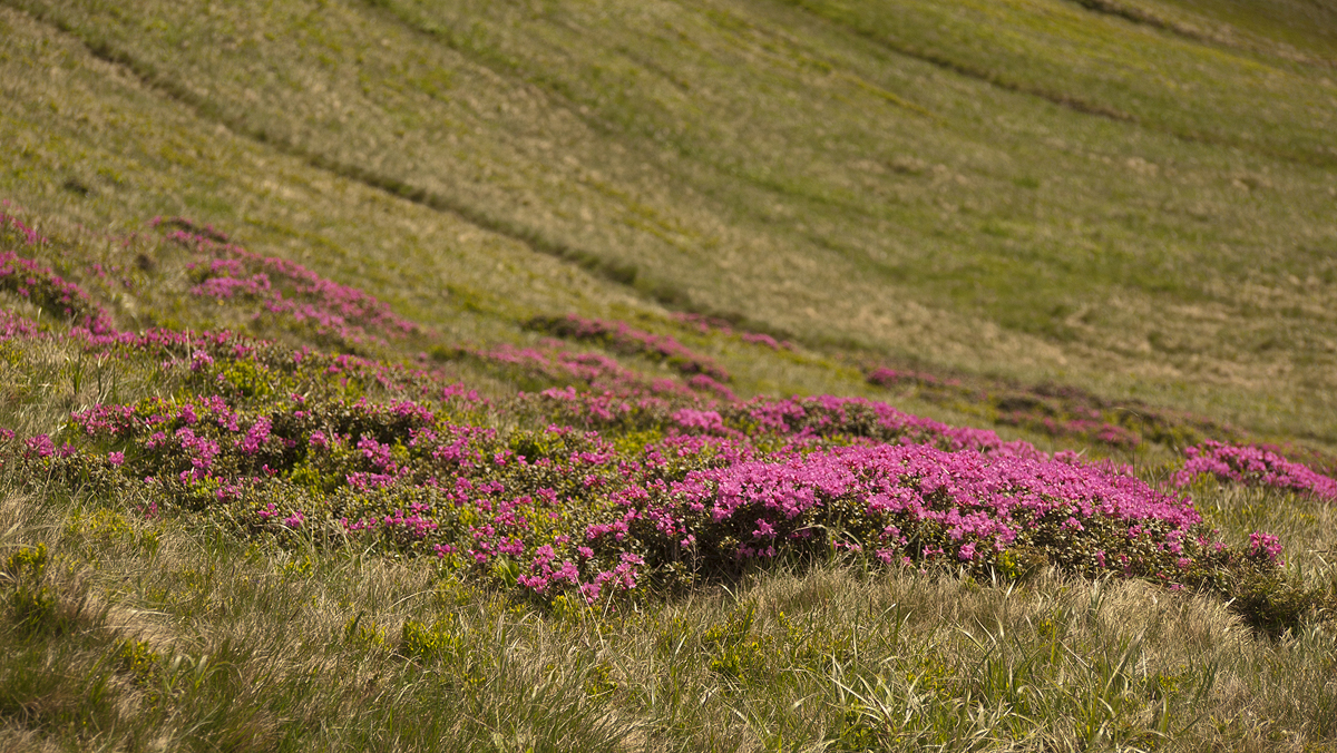 Mountain Rhododendron