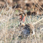 Black-tailed Jackrabbit