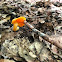 Orange gilled waxy cap