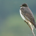 Eastern kingbird