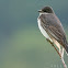 Eastern kingbird