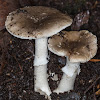 Amanita peltigera