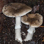 Amanita peltigera