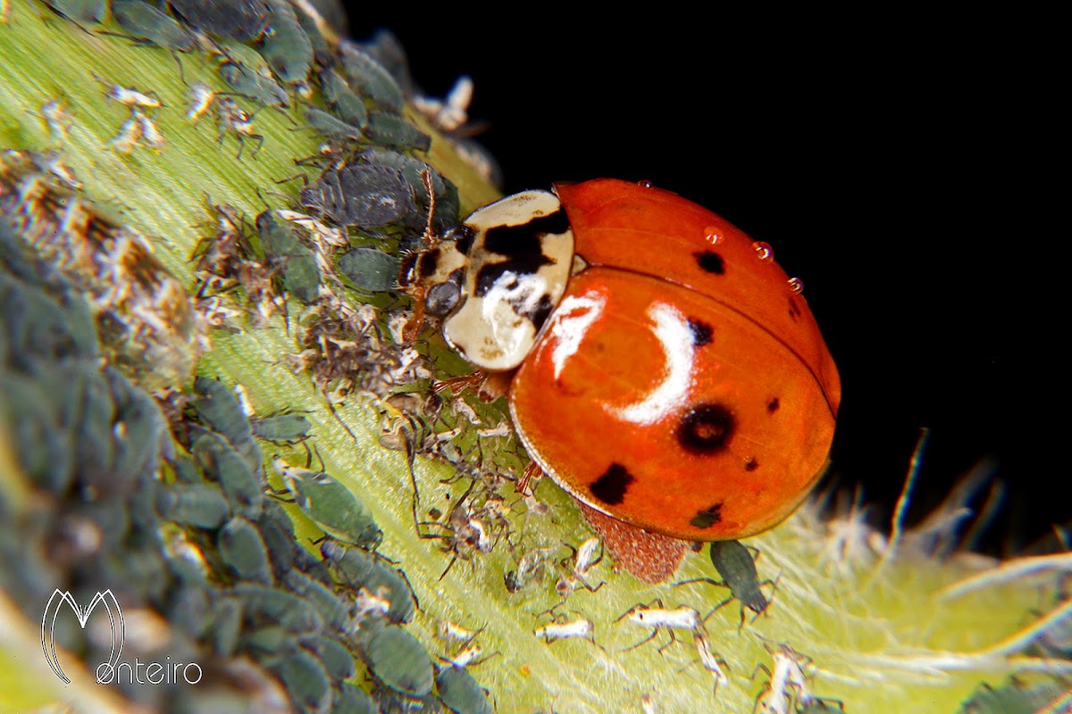 Ladybug