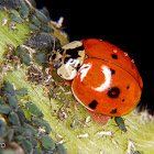 Ladybug