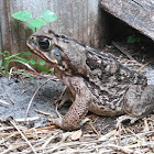 Cane toad