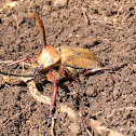 Rhinoceros Beetle