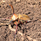 Rhinoceros Beetle