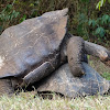 Galápagos Giant Tortoise