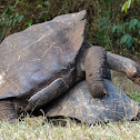 Galápagos Giant Tortoise