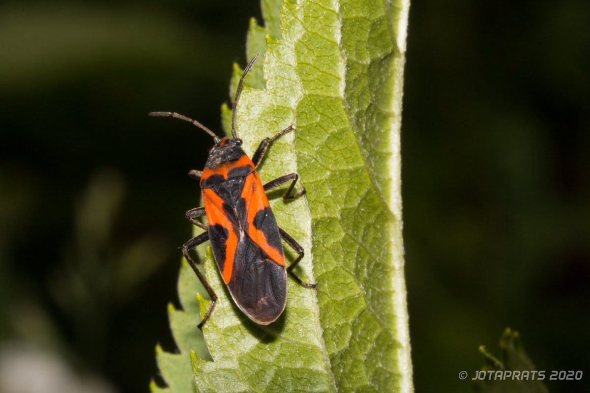 false milkweed bug