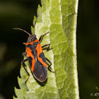 false milkweed bug