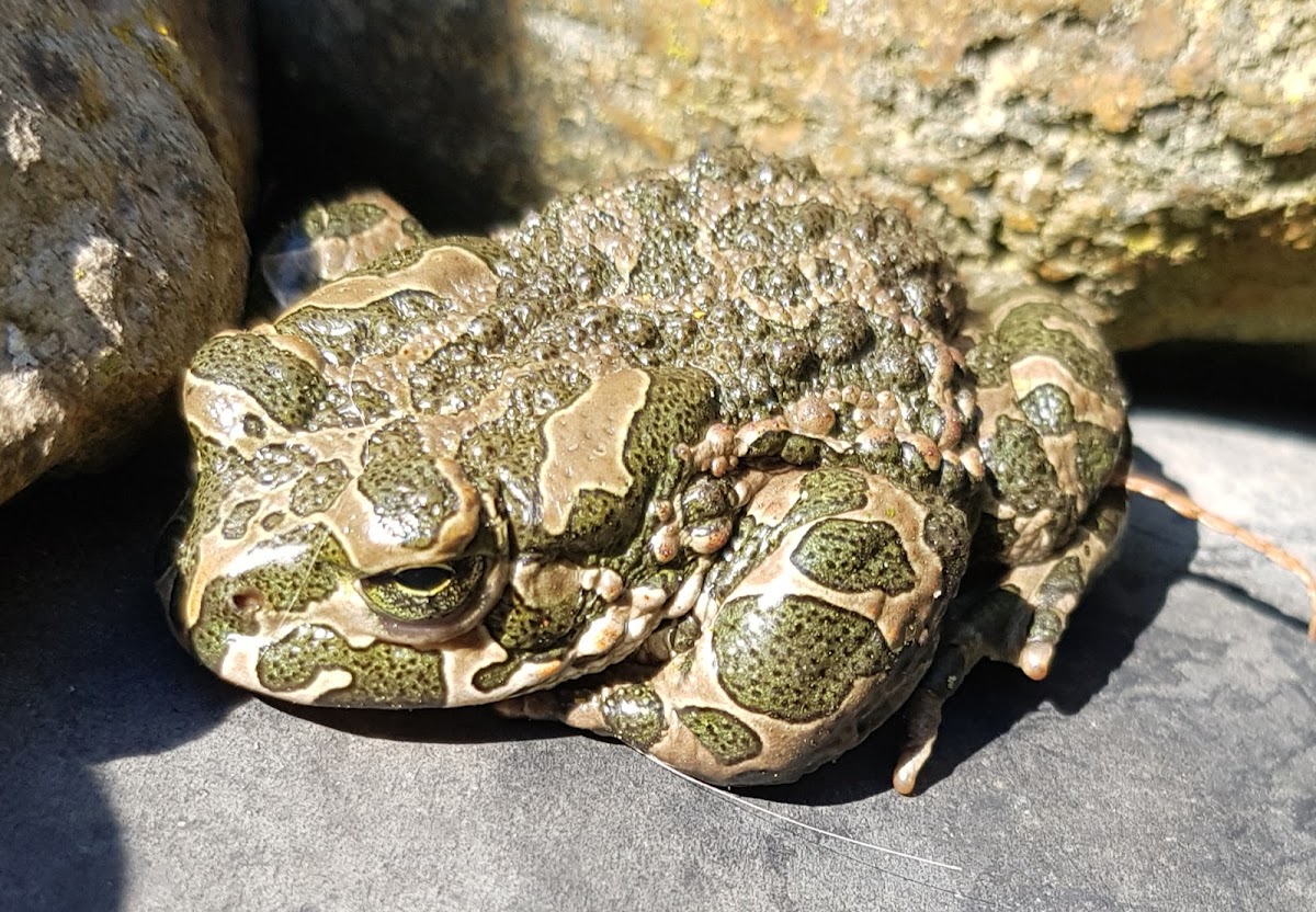 European green toad