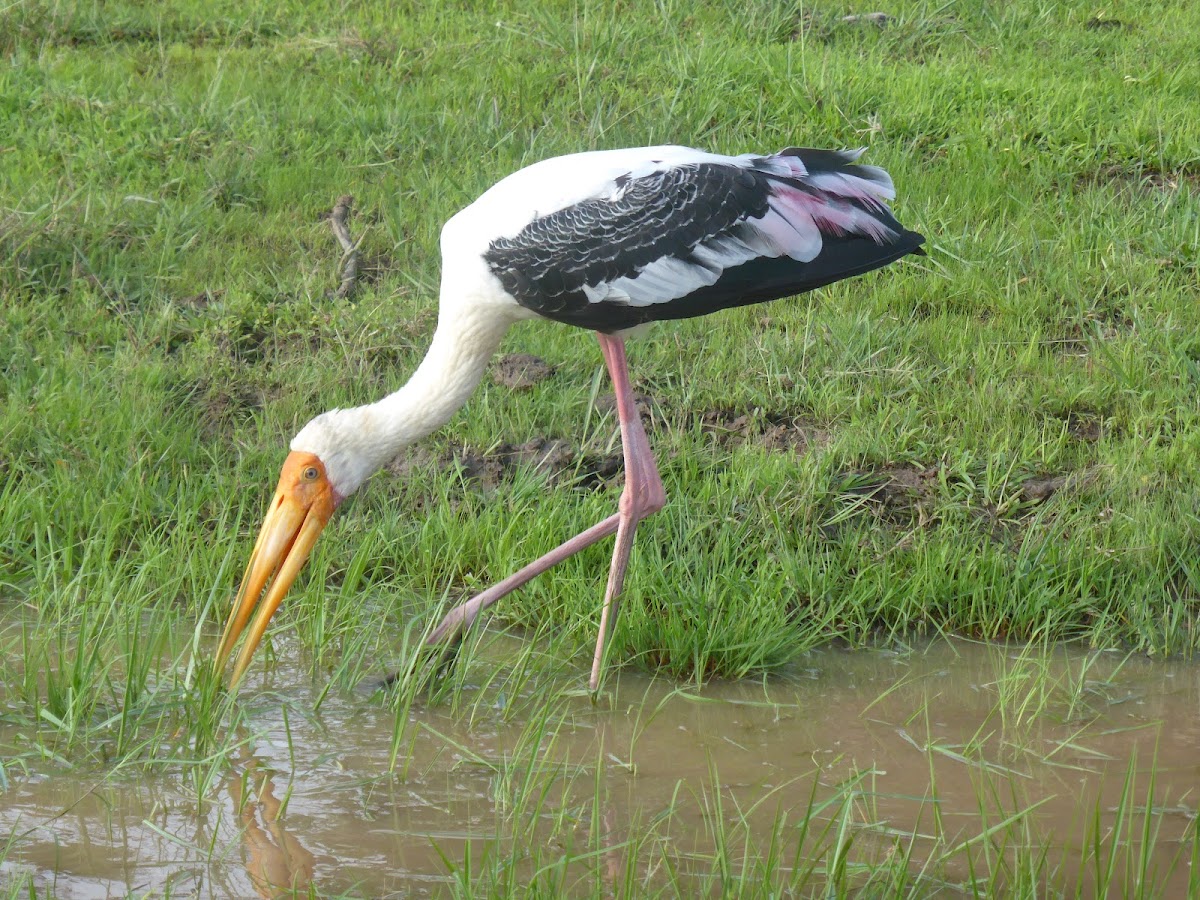 Painted Stork