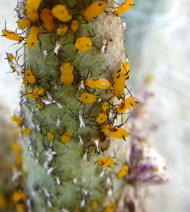 Aphids on milkweed