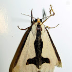 Clymene Moth