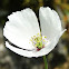 Long-headed Poppy