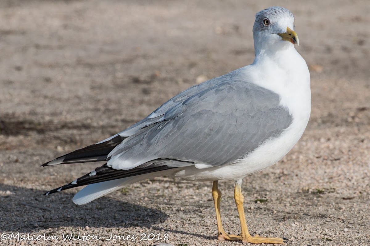 Lesser Black-backed Gull