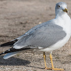 Lesser Black-backed Gull