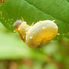 Sawfly Larva