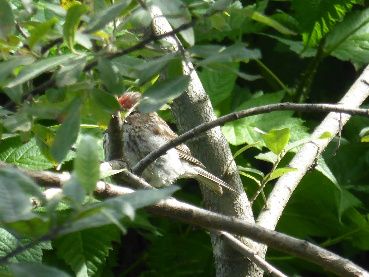 Common Redpoll