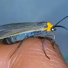 Yellow-collard scape moth