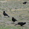 White Winged Chough