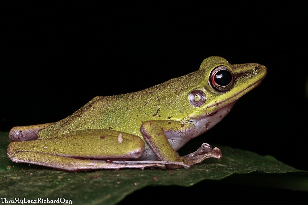 White-lipped Tree Frog