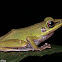 White-lipped Tree Frog