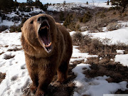 Brown bear. File photo