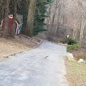 Eastern gray squirrel